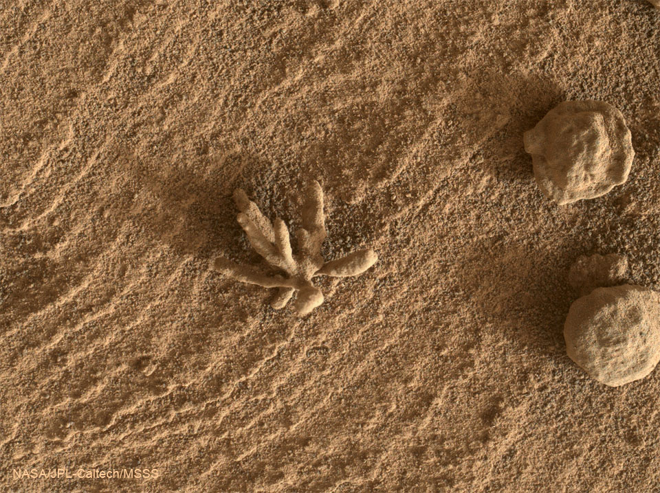 Prezentowane zdjęcie przedstawia maleńką skałę na Marsie, odkrytą przez Łazik Curiosity pod koniec lutego 2022 roku.
Skała jest niezwykła, ponieważ ma kilka wypustek, które sprawiają, że wygląda jak kwiatek. Więcej szczegółowych informacji w opisie poniżej.