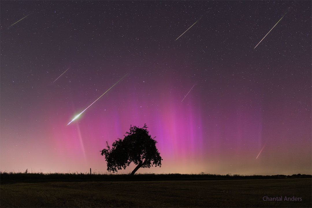 Na zdjęciu wypełnione gwiazdami niebo jest częściowo zabarwione
na fioletowo przez zorzę polarną. Widocznych jest również kilka
śmug meteorów. Na pierwszym planie znajduje się pole i samotne
drzewo. Część drzewa pochyla się prawię w tę samą stronę, co smugi
meteorów. Zobacz opis. Po kliknięciu obrazka załaduje się wersja
 o największej dostępnej rozdzielczości.