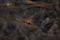 Thumbnail image. Click to load APOD for this date
