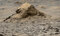 Thumbnail image. Click to load APOD for this date