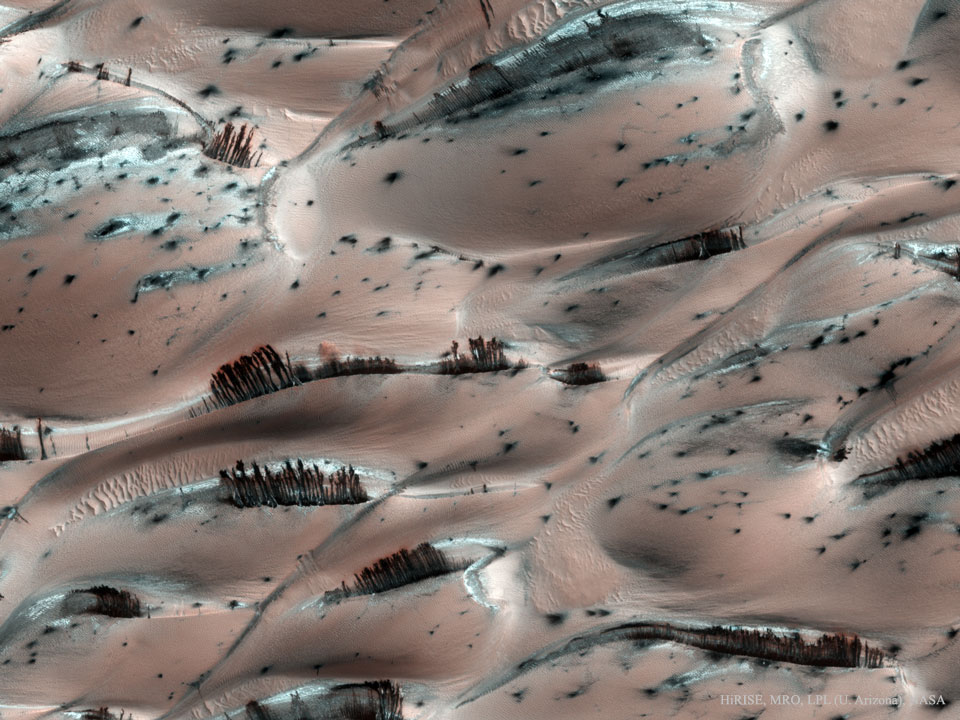Viewed from above, a landscape on Mars 
features many ridges of pink sand. Superposed on
some of these ridges are thin brown stipes. 
Więcej szczegółowych informacji w opisie poniżej.